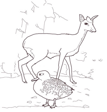 Dik Dik And Duck Coloring Page